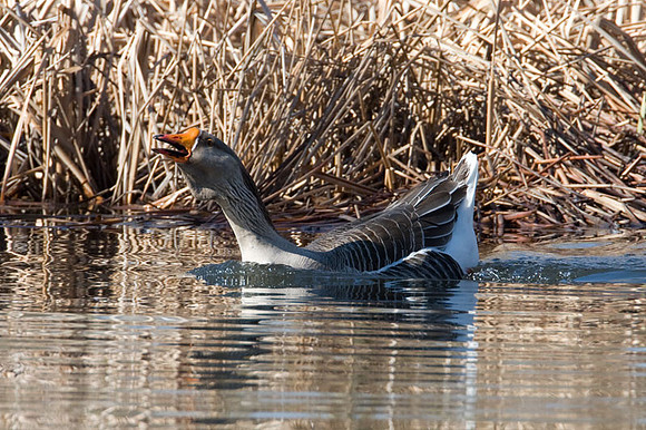 Greylag Goose (Anser anser)