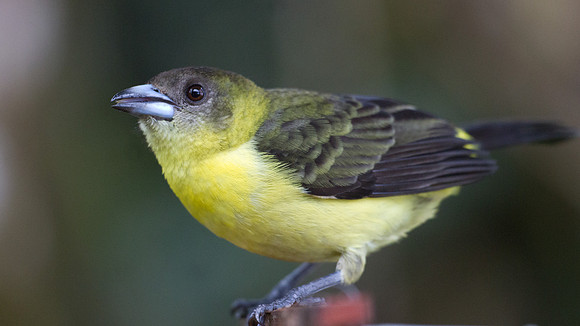 Flame-rumped Tanager (Ramphocelus flammigerus)