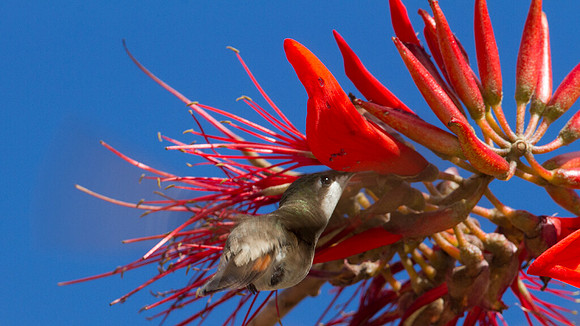Ruby-topaz Hummingbird (Chrysolampis mosquitus) female