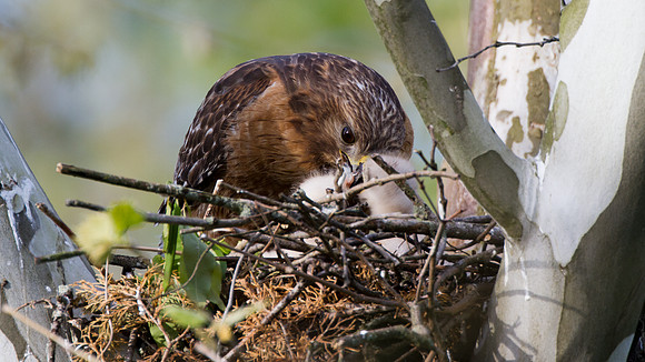 Red-shouldered Hawk female feeding 3 chicks (Buteo lineatus)