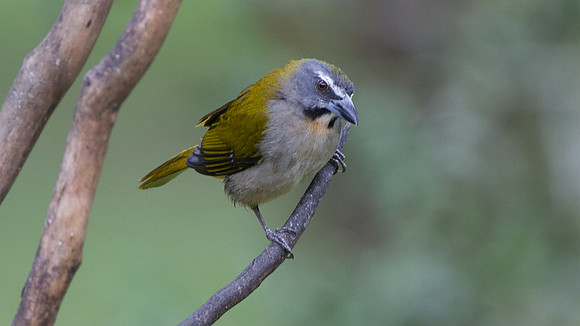 Buff-throated Saltator (Saltator maximus)