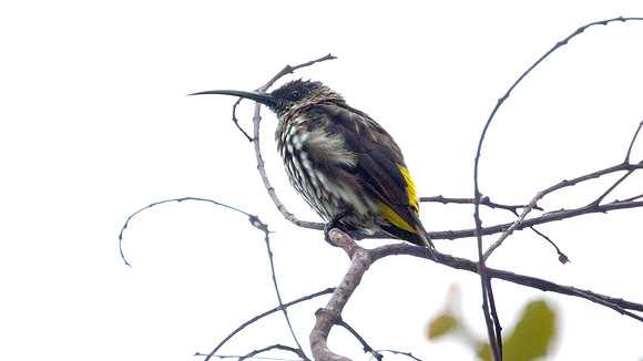 Whitehead's Spiderhunter (Arachnothera juliae)