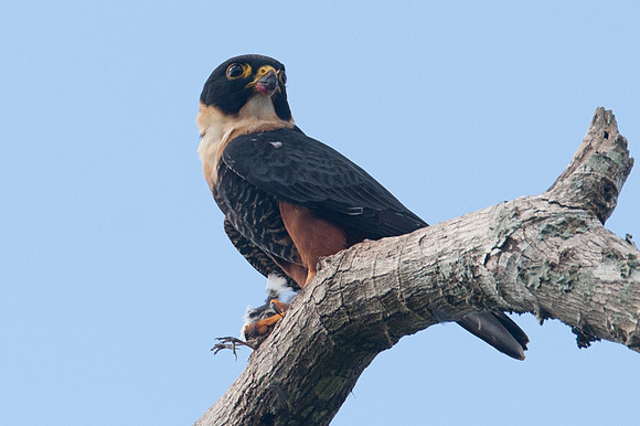 Bat Falcon (Falco rufigularis)