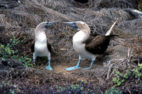 Blue-footed Booby (Sula nebouxii)