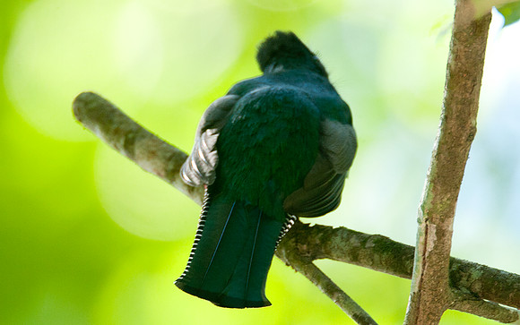 Collared Trogon (Trogon collaris)