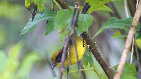 Tricolored Brush Finch (Atlapetes tricolor)