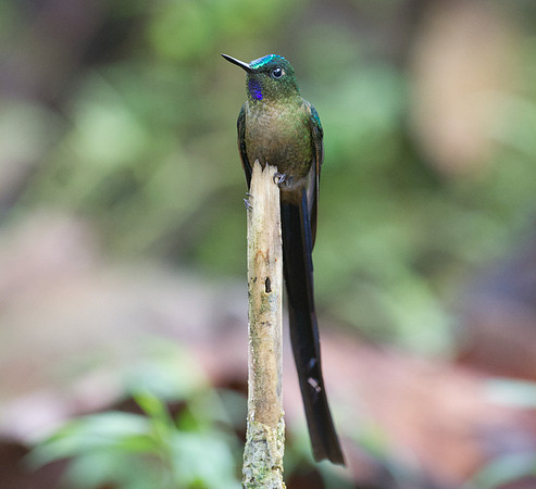 Violet-tailed Sylph (Aglaiocercus coelestis)