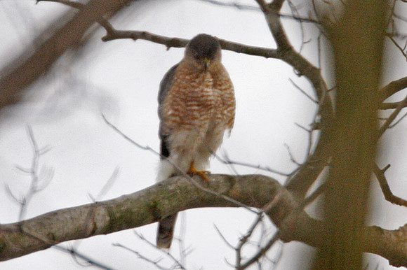 Red-shouldered Hawk (Buteo lineatus)