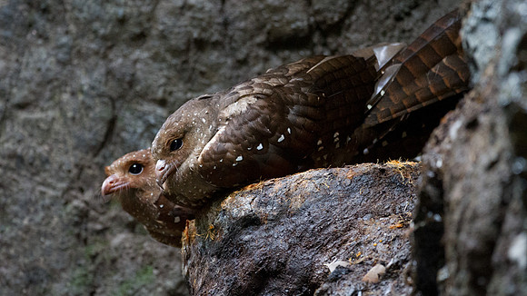 Oilbird (Steatornis caripensis)