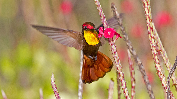 Ruby-topaz Hummingbird (Chrysolampis mosquitus) male