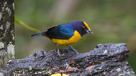 Orange-bellied Euphonia (Euphonia xanthogaster)