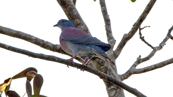 Pale-vented Pigeon (Patagioenas cayennensis)