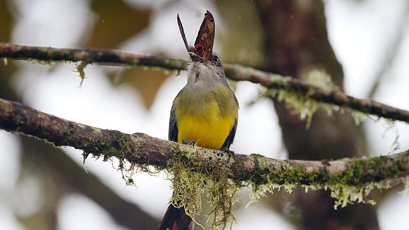 Tropical Kingbird (Tyrannus melancholicus)