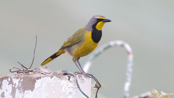 Bokmakierie (Telophorus zeylonus)