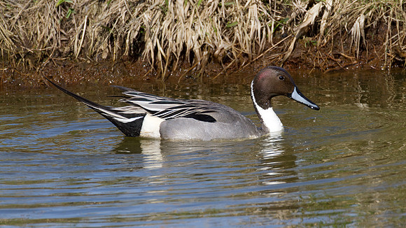 Northern Pintail (Anas acuta) male