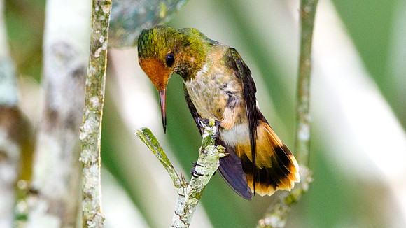 Rufous-Crested Coquette (Lophornis delattrei) - female