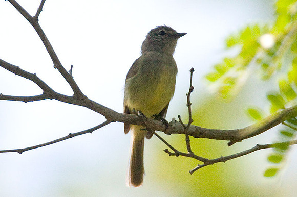 Greenish Elaenia (Myiopagis viridicata)