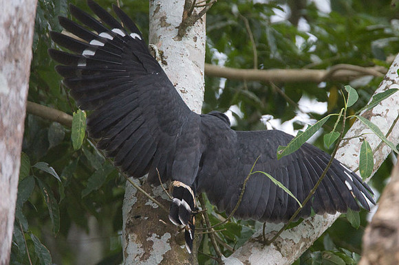 Crane Hawk (Geranospiza caerulescens)