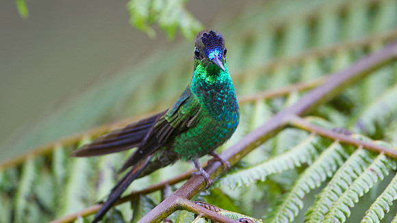 Violet-fronted Brilliant (Heliodoxa leadbeateri)
