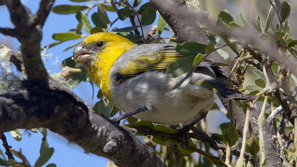 Palila (Loxioides bailleui) Critically Endangered