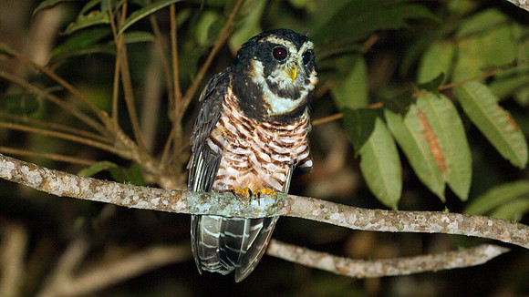 Band-bellied Owl (Pulsatrix melanota)