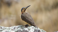 Andean Flicker (Colaptes rupicola)