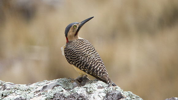 Andean Flicker (Colaptes rupicola)