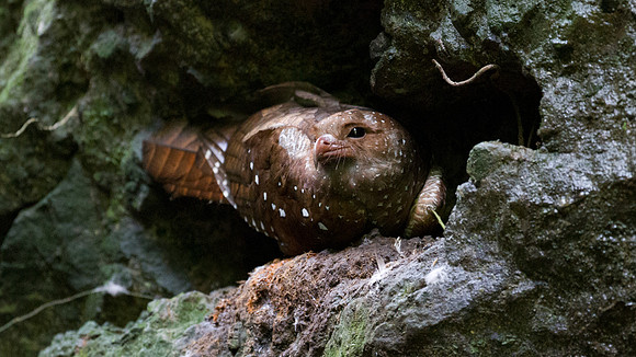 Oilbird (Steatornis caripensis)
