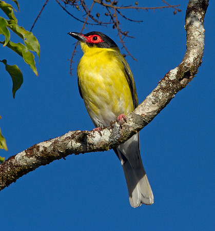 Australasian figbird (Sphecotheres vieilloti)