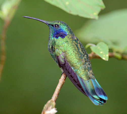 Green Violetear (Colibri thalassinus)