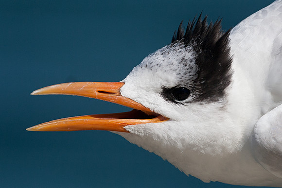Royal Tern (Thalasseus maximus)