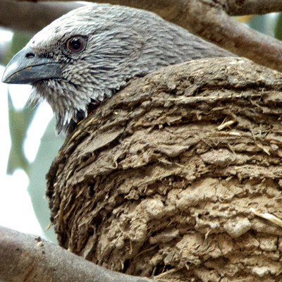 Apostlebird (Struthidea cinerea)