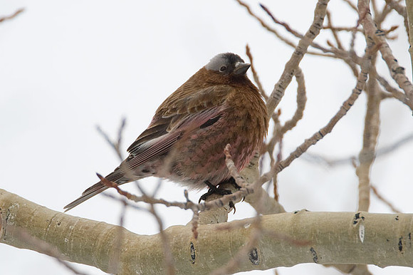 Gray-crowned Rosy-finch (Leucosticte tephrocotis)
