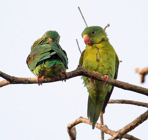 Orange-chinned Parakeet (Brotogeris jugularis) also known as Tovi Parakeet