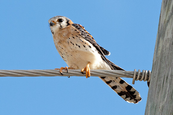 American Kestrel (Falco sparverius)