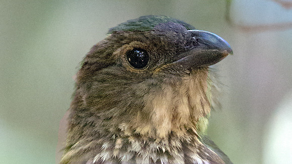Tooth-billed bowerbird (Scenopoeetes dentirostris)