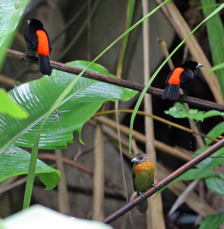 Cherrie's Tanager (Ramphocelus costaricensis) male