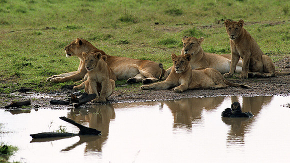 1988 Africa Lion cubs img454