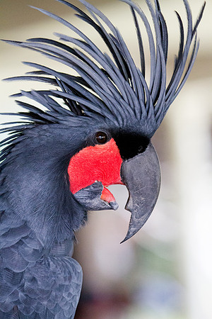 Palm cockatoo (Probosciger aterrimus)