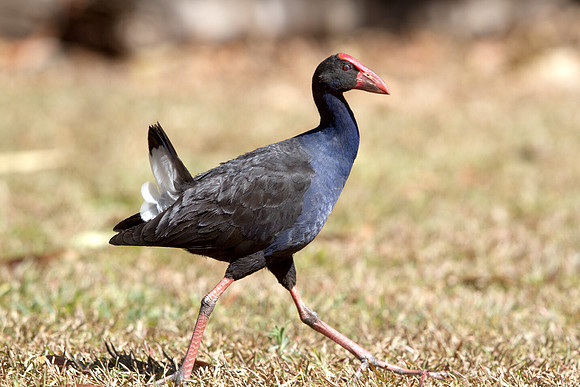 Purple swamphen (Porphyrio porphyrio)