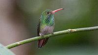 Rufous-tailed Hummingbird (Amazilia tzacatl)