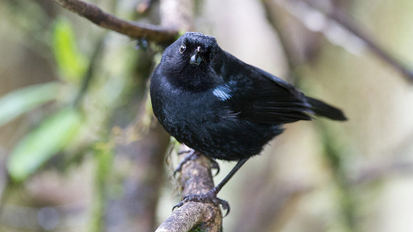 Glossy Flowerpiercer (Diglossa lafresnayii)
