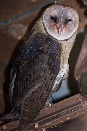 Western Barn Owl (Tyto alba)