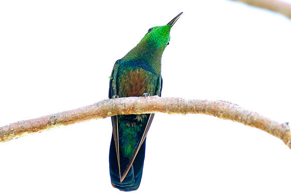 Green-throated Carib (Eulampis holosericeus)