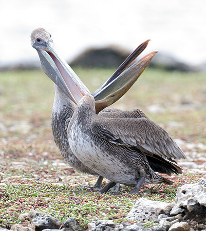 Brown Pelican (Pelecanus occidentalis) immature