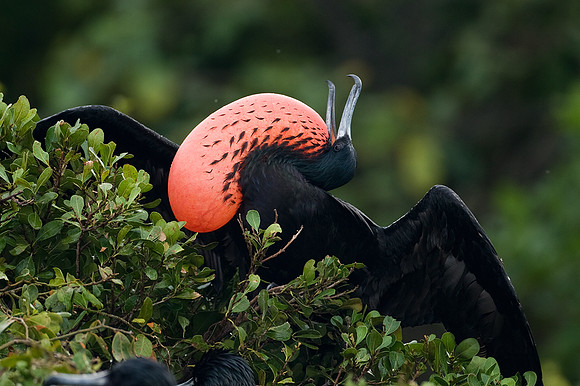 Magnificent Frigatebird (Fregata magnificens) male