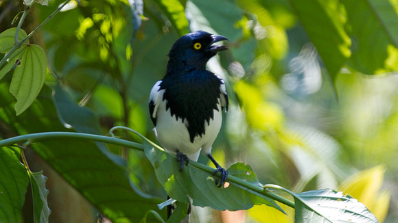 Magpie Tanager (Cissopis leveriana)