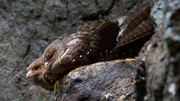 Oilbird (Steatornis caripensis)