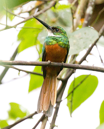 Rufous-tailed Jacamar (Galbula ruficauda)