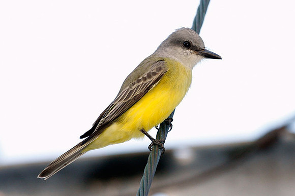 Couch's Kingbird (Tyrannus couchii)